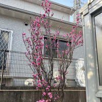 サクラの花見〜 2025春