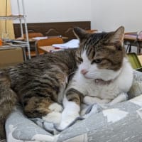 やっても。