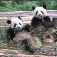 パンダ・パンダ・パンダ（中国・成都）