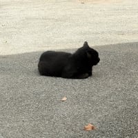 黒き猫