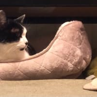 どんな夢見てんのかなぁ〜❓､､､。