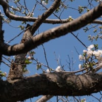 「咲耶姫（ｻｸﾔﾋﾒ）」開花