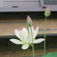 退院後の散歩
