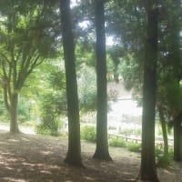  木陰とビンカと棉の花