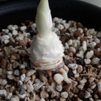 クセになりそうな皮むきと悲劇