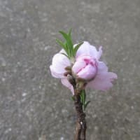 No.５４　「あんみつ姫の実生苗」が、３０日に開花