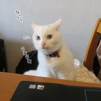 不審な音にイカ耳