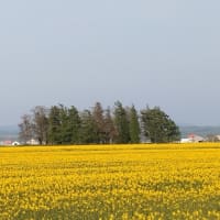 gooブログが無くなるんだ