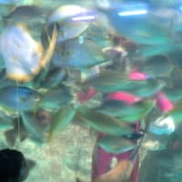 「のとじま水族館」へ行ってきました。
