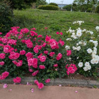 薔薇🌹を見に…猫𓃠を見に♪