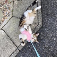 散歩