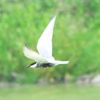 クロハラアジサシに魅せられた❗