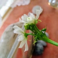 茎の長〜いハエトリグサの花