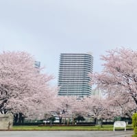 今年の桜…