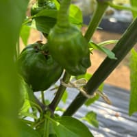ズッキーニのピザ風とオクラの花
