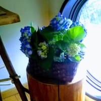 最後に　紫陽花