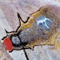 【雑報】進化の謎：蛾の驚異的な羽根模様【これも偶然？】