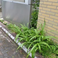 アシナガバチの巣にご注意
