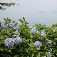 紫雲出山のアジサイ