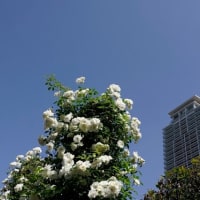 「空と海とネオフィラ」青の三重奏　大阪・舞洲 ＆　春バラ