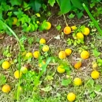 梅雨・梅の実色づいて。