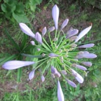 植木鉢のペチュニア　と　土手のアカパンサス