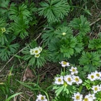 今年の高山植物など。