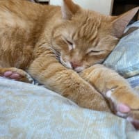 今日のねこやしき