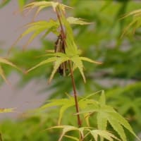ミノムシのこと