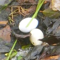 カイツブリ再び産卵