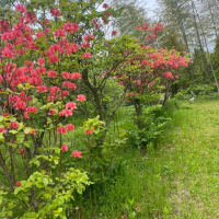 花は心を癒してくれる