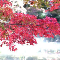 紅葉見頃です　京都植物園