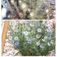 ニゲラの実で玄関飾り