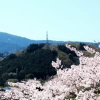 桜訪ねて　2024年　その3　河内長野市の桜(1)