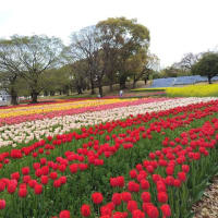 春を感じて🌷🍃🌹