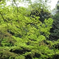 名古屋季節だより22　「名古屋市植物園、初夏の勢い」