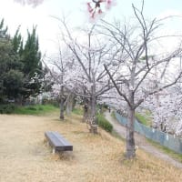 桜いろいろ