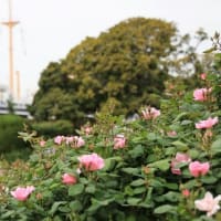 横浜 “山下公園” 『 バラ始まり 』．．． ！！【2024.4.26（金）】