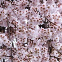 桜の銘木　「百滝桜（ももたきさくら）」～和泉市若樫町