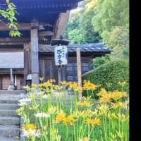 【四色の彼岸花で有名な西方寺】赤、白、黄色、ピンクの彼岸花に包まれた空間 横浜港北区