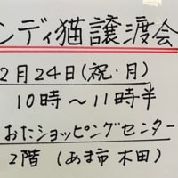 クリスマスイブはハンディー猫さんの譲渡会です！