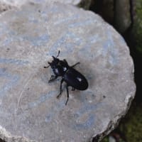 ワイルドだぜ〜