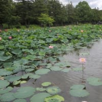 水元公園、蓮の花、アジサイ、花菖蒲きれい！