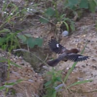 25.07.03 AM5:00過ぎのモズ若