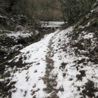 残雪の高宕山トレイルラン　　1768