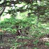 海鳥のサンクチュアリ　天売島と森林浴を楽しむメルヘンの焼尻島　６６回目　焼尻島