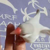 シルバー文鳥天使の羽