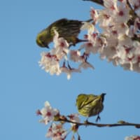 桜＆野鳥