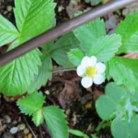 庭の様子　６月