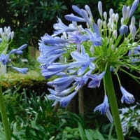 7月12日 今日の写真 花 と 平凡な朝    ・ オオタニ32号本塁打が
